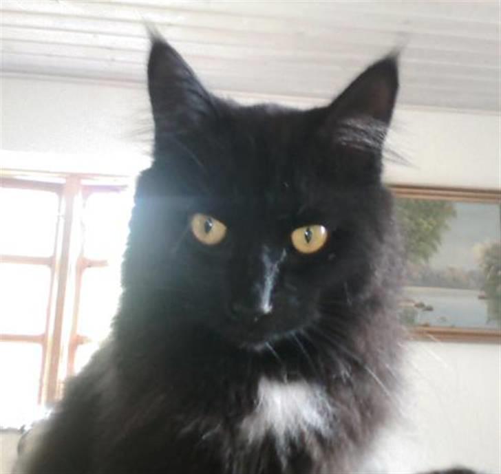 Blanding af racer Micky billede 15