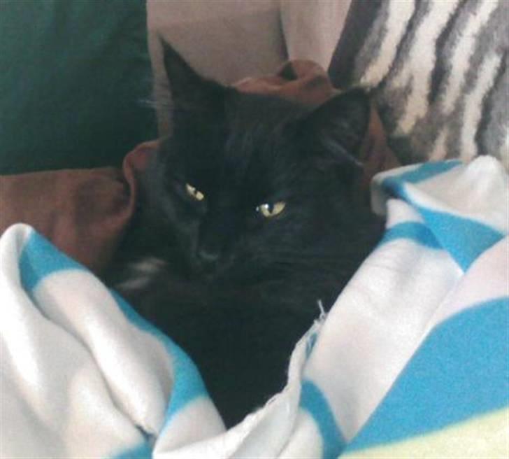 Blanding af racer Micky billede 16