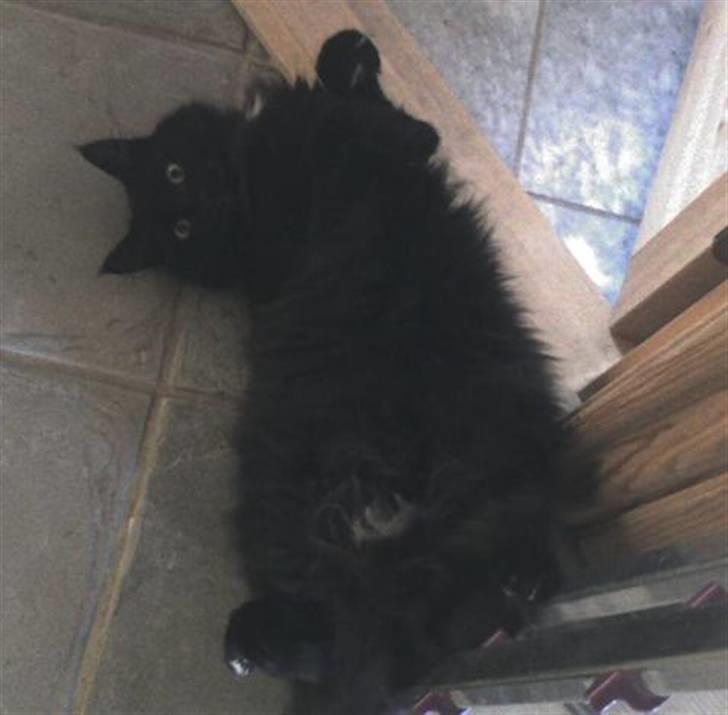 Blanding af racer Micky billede 17