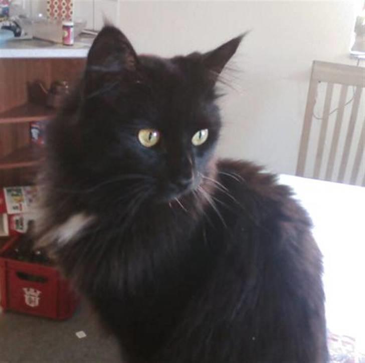 Blanding af racer Micky billede 18