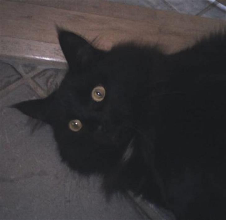 Blanding af racer Micky billede 19