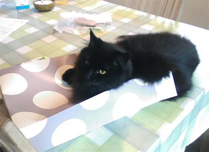 Blanding af racer Micky billede 20