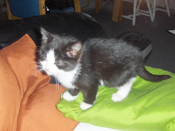 Huskat Nala - Nala 2. dag hjemme i sofaen. billede 7