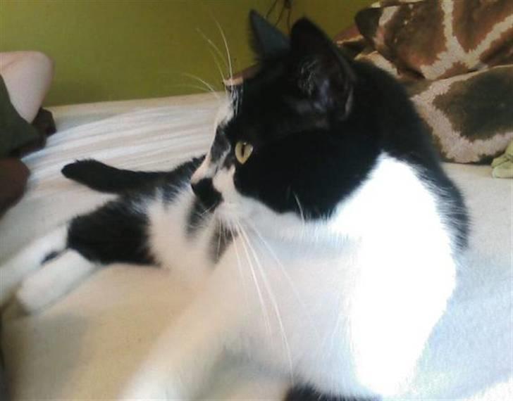 Huskat Plet billede 14