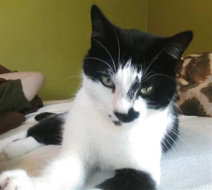 Huskat Plet billede 15