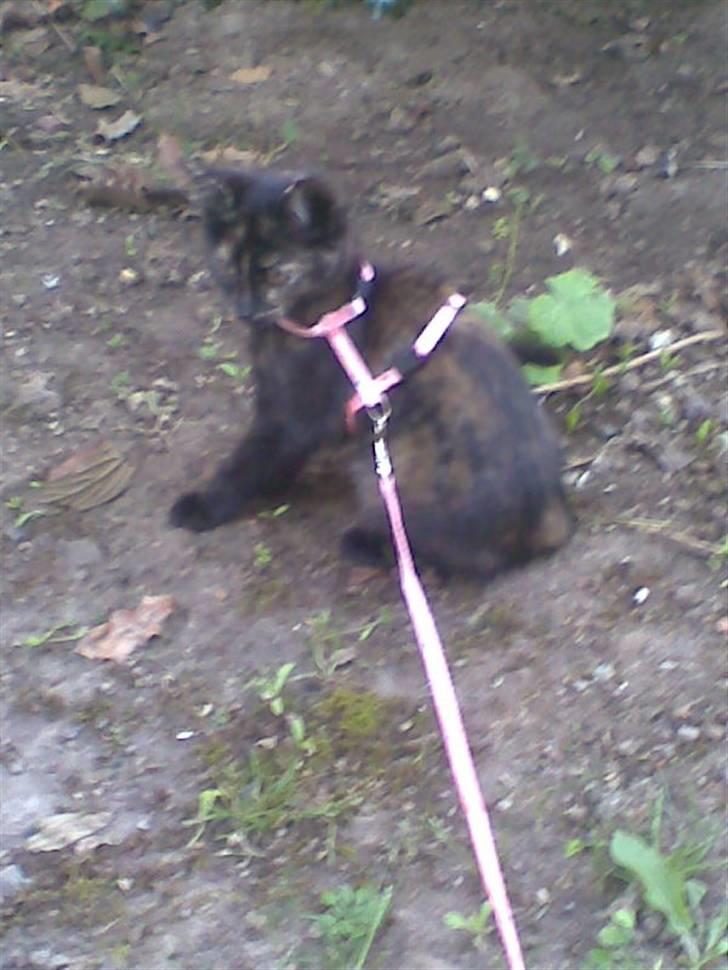 Blanding af racer Qba R.I.P - ude med mor i snor billede 12