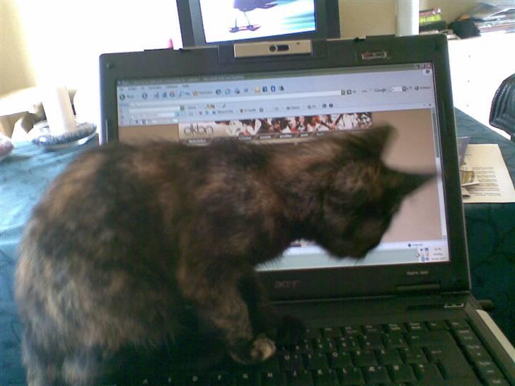 Blanding af racer Qba R.I.P - jeg vil os spille billede 13