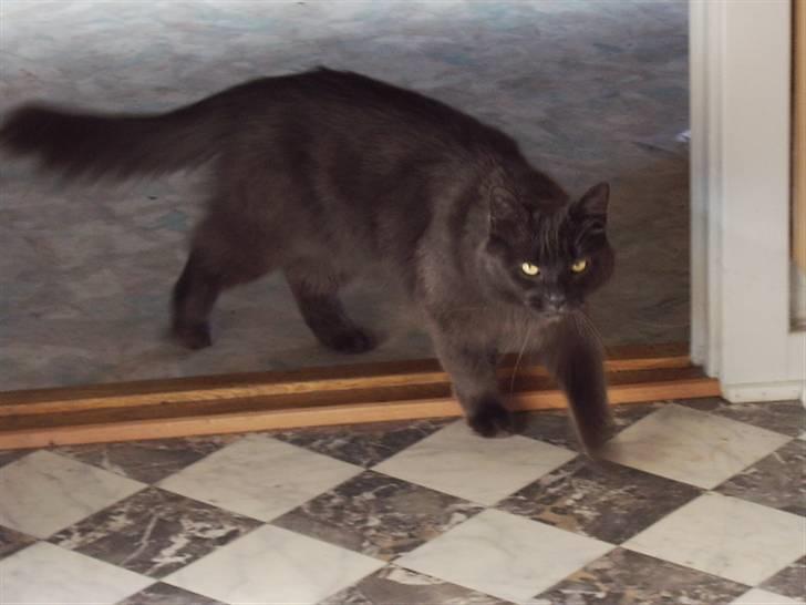 Blanding af racer fluffy *bortgivet* *RIP* billede 6