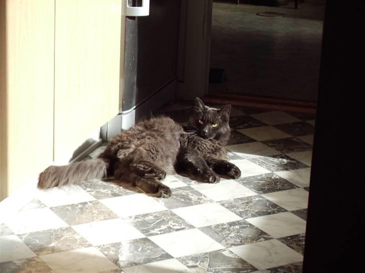 Blanding af racer fluffy *bortgivet* *RIP* billede 7