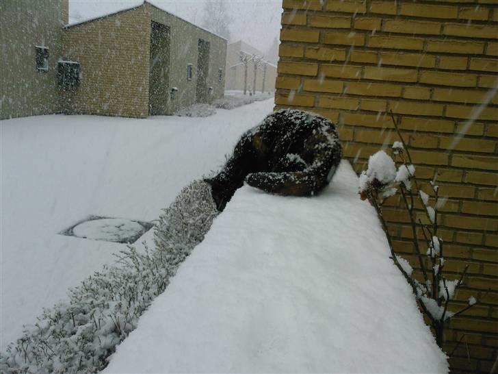 Blanding af racer Qba R.I.P - Første dag i snevejr... :) billede 14