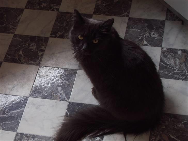 Blanding af racer fluffy *bortgivet* *RIP* billede 8