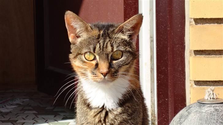 Blanding af racer mogens billede 1