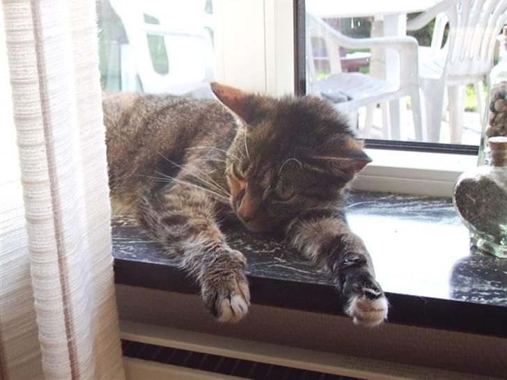 Blanding af racer mogens billede 2