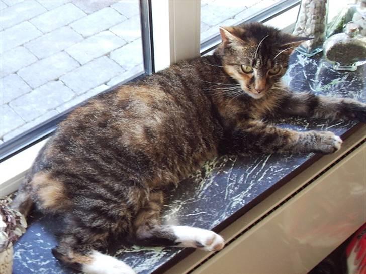 Blanding af racer mogens billede 3