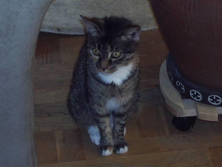 Blanding af racer mogens billede 4