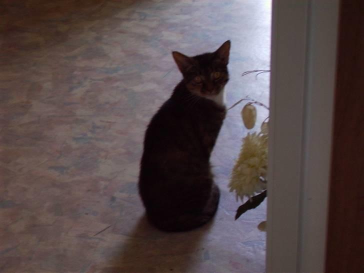 Blanding af racer mogens billede 5