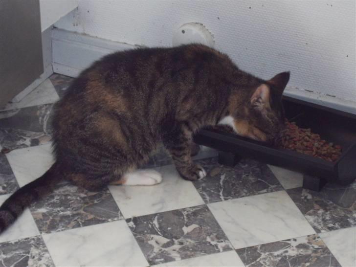 Blanding af racer mogens billede 6