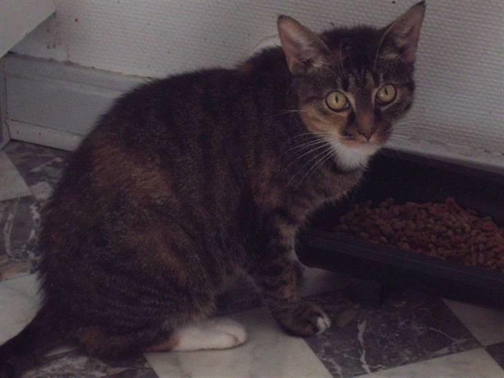 Blanding af racer mogens billede 7