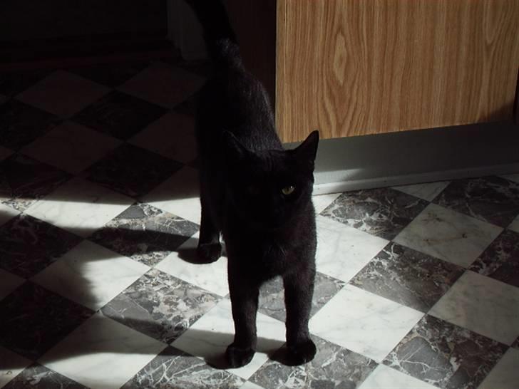 Blanding af racer Henry *flyttet hjemmefra* billede 1