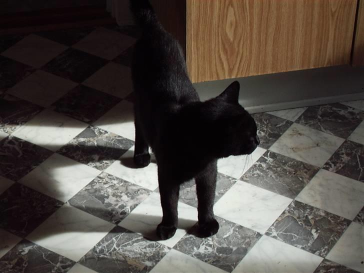 Blanding af racer Henry *flyttet hjemmefra* billede 2