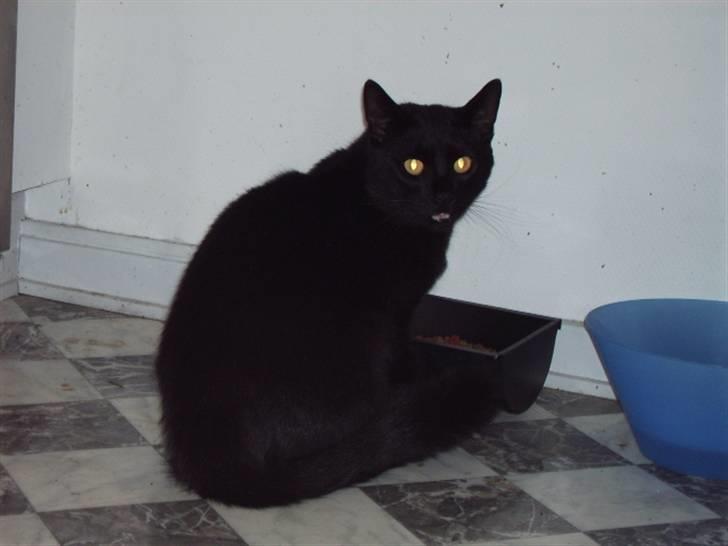 Blanding af racer Henry *flyttet hjemmefra* billede 3