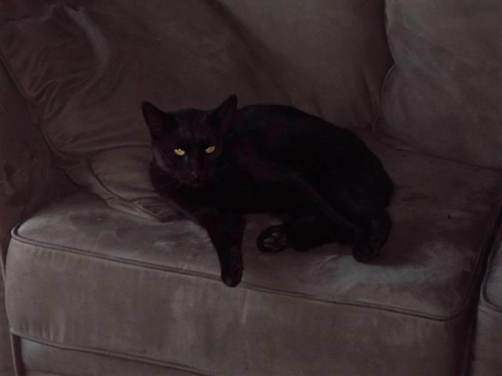 Blanding af racer Henry *flyttet hjemmefra* billede 4