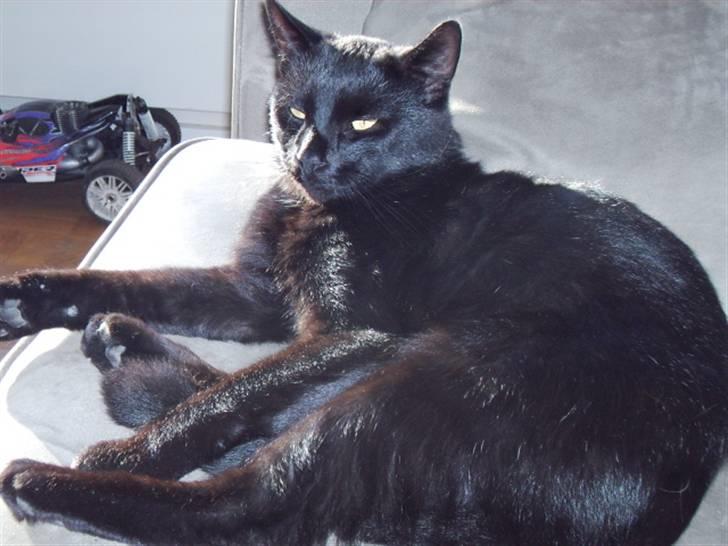 Blanding af racer Henry *flyttet hjemmefra* billede 5