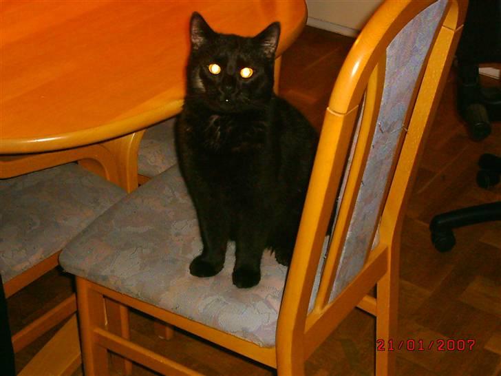 Blanding af racer Henry *flyttet hjemmefra* billede 7