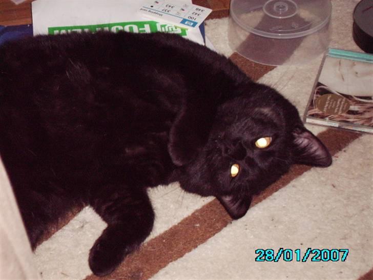 Blanding af racer Henry *flyttet hjemmefra* billede 8