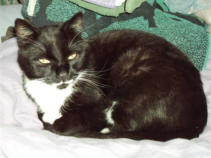 Blanding af racer Rumle billede 1