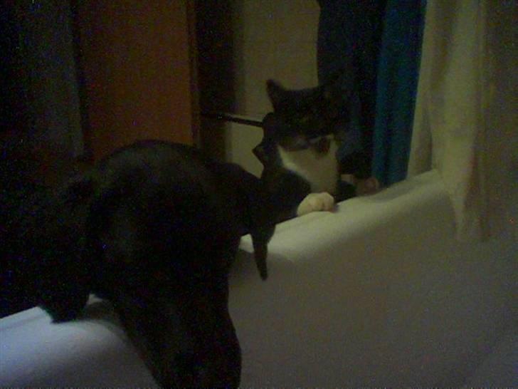 Blanding af racer Rumle billede 2