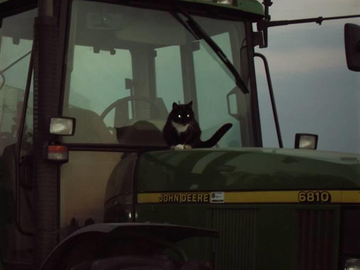 Blanding af racer Rumle billede 3