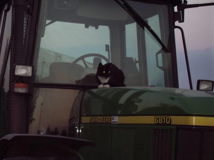 Blanding af racer Rumle billede 4