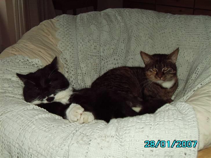 Blanding af racer Rumle billede 5