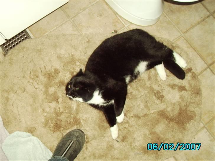 Blanding af racer Rumle billede 6