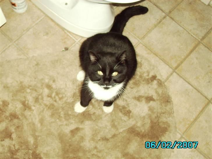 Blanding af racer Rumle billede 7