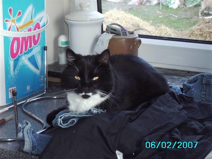 Blanding af racer Rumle billede 8