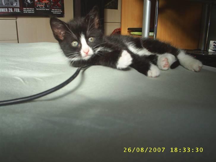 Blanding af racer ariel billede 1