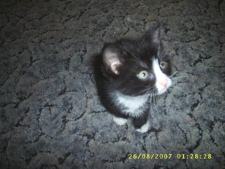 Blanding af racer ariel billede 2