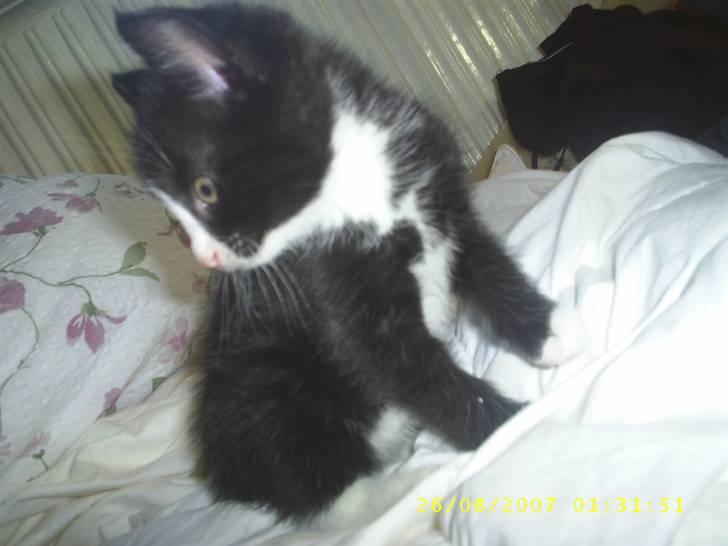 Blanding af racer ariel billede 3