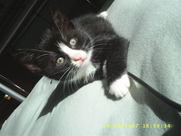 Blanding af racer ariel billede 4