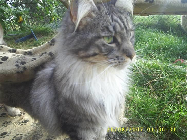 Maine Coon ally billede 8