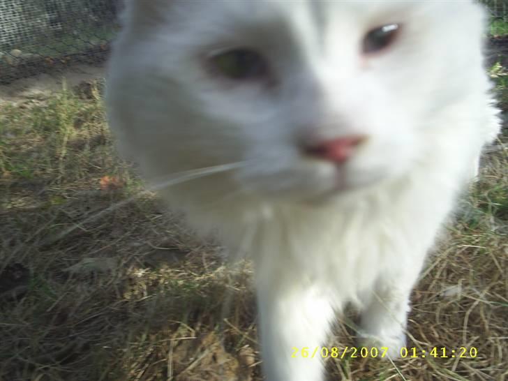 Maine Coon Jønke billede 16