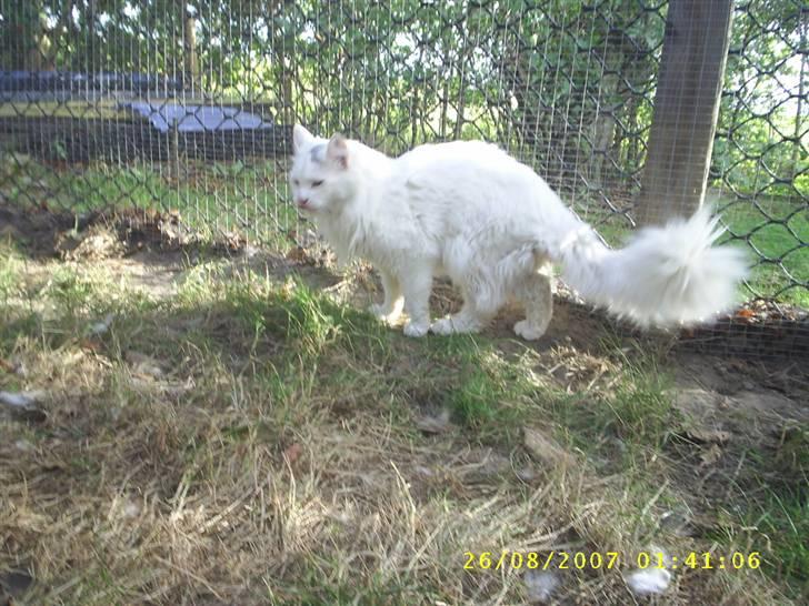 Maine Coon Jønke billede 17