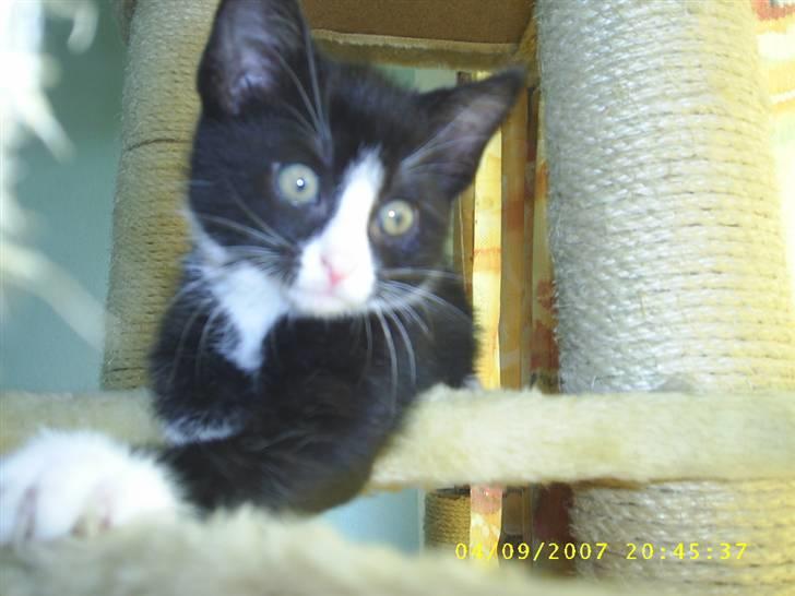 Blanding af racer ariel billede 5