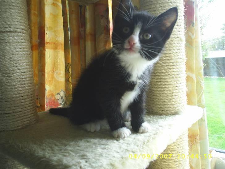 Blanding af racer ariel billede 6