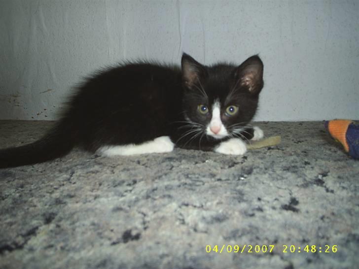 Blanding af racer ariel billede 7