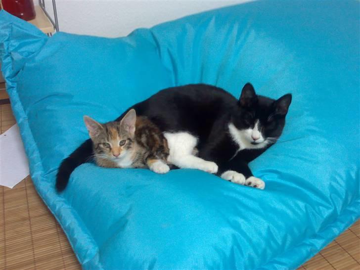 Blanding af racer Nala billede 7