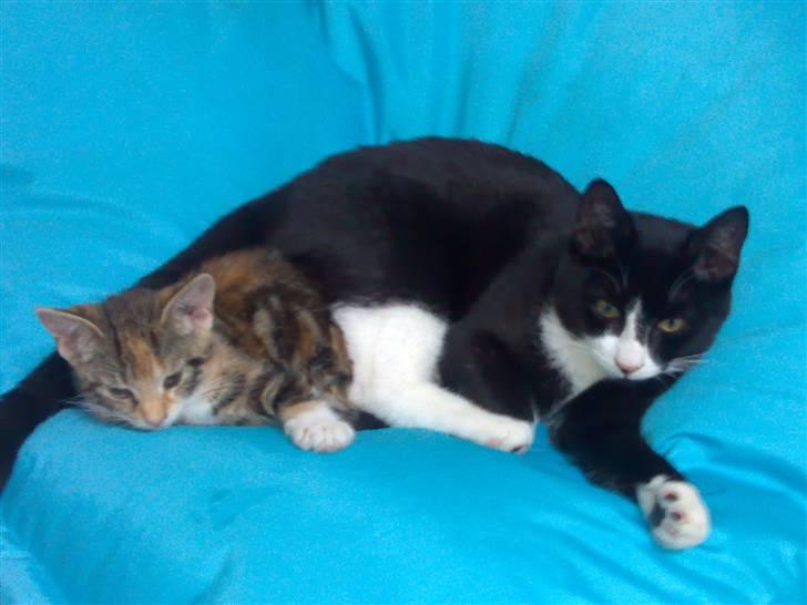 Blanding af racer Nala billede 8