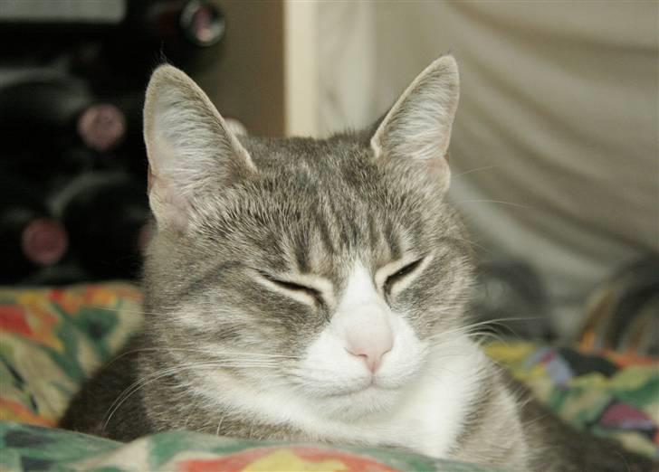 Huskat Thilde billede 1